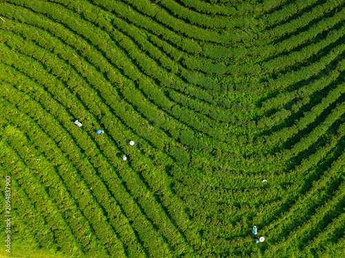 Fotografía Tea plantation workers harvesting on curved terraced fields
