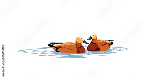 Vector illustration of two ruddy shelducks, Tadorna ferruginea, swimming on blue water ripples isolated on a white background. Detailed orange plumage, black bills, and white heads.