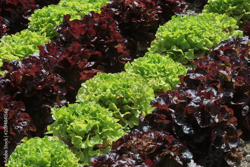 Obraz na plátně salades