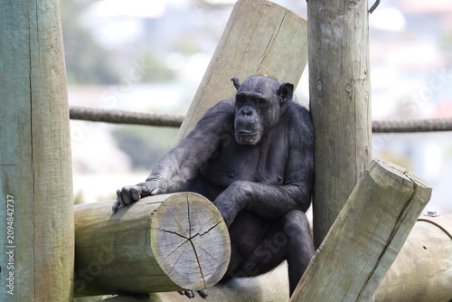 Foto lone adult chimpanzee resting in shade on thick heavy wooden log enrichment plat