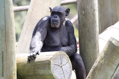 Принти на полотні lone adult chimpanzee resting in shade on thick heavy wooden log enrichment plat