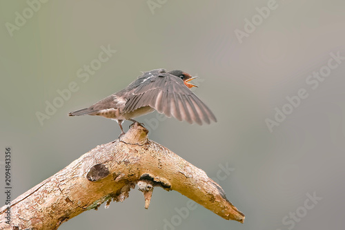 Bilde på lerret A young Pacific swallow fledgling spreading its wings and opening its beak on a