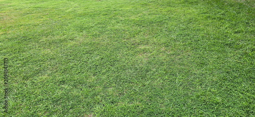 Green lawn. Paspalum, Bermuda grass, Manila Grass. Bright green stems, medium-sized leaves, spreads densely to cover ground. matrella is easy-to-grow grass. resistant to trampling, propagate quickly
