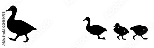 Obraz na płótnie Silhouette illustration of a family of ducks, including a large adult duck and several smaller ducklings, walking in a straight line from left to right