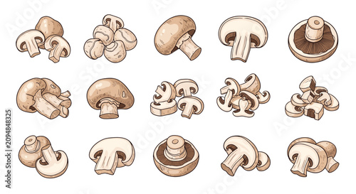 Set of various edible brown mushrooms in different angles, cut slices, and halves detailed hand drawn engraving style.
