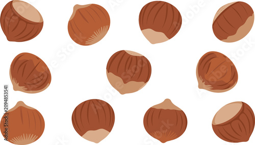 Photos Organic Hazelnut Vector Set Featuring Whole Fresh Filbert Nuts and Shelled Kerne