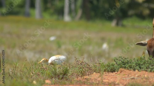 The Silent Elegance of the Cattle Egret
