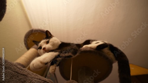 Playful cat playing with the camera from a scratching post enriching indoor pet life
