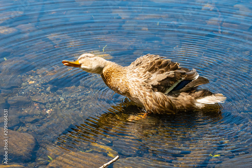 Female Mallard shaking her head and feathers to dry off, creating ripples the shallow water.