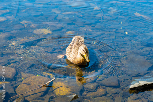 Female mallard swimming inland foraging for food.