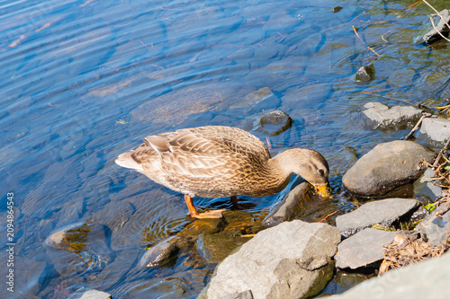 Female Mallard duck feeding on a rocky lakeshore in bright sunlight.