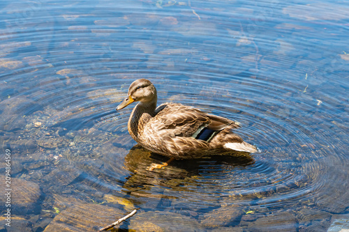 Female Mallard Duck Standing in Shallow Rippling Water