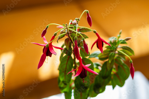 Tableau sur toile Fuchsia flower