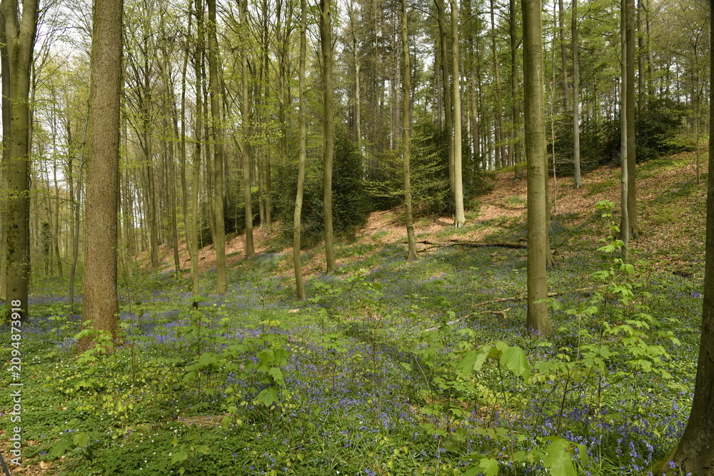 Obraz premium la végétation au printemps avec tapis de jacinthes sauvages sur les pentes au bois de Halle (Brabant Flamand) 