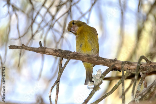 Bild auf Leinwand Un maravilloso Verderón común (Chloris chloris)
