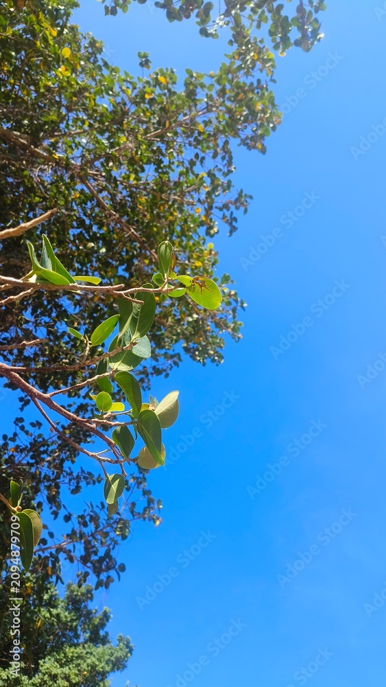 Fototapeta premium bird on a branch
