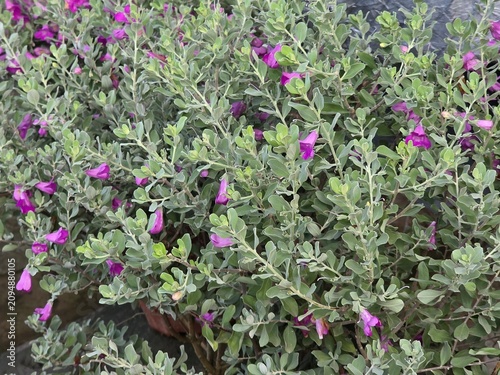Obraz na plátně Dense purple flowers of Texas sage Ceniza shrub with silvery green leaves