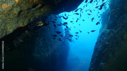 cave underwater with fish in in blue water ocean scenery school of fish hiding mediterranean ocean scenery pempheris
