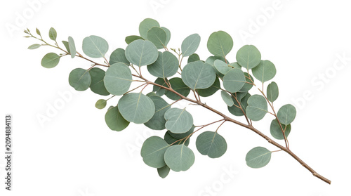 Fresh silver dollar eucalyptus branch with green round leaves isolated on white background. Botanical foliage stem for elegant floral design