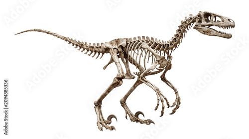 Detailed dinosaur raptor skeleton isolated on white background prehistoric carnivore fossil anatomy for science education and natural history museum