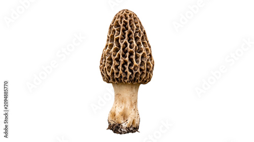 Fresh wild morel mushroom Morchella esculenta isolated on pure white background, delicious edible spring fungus specimen