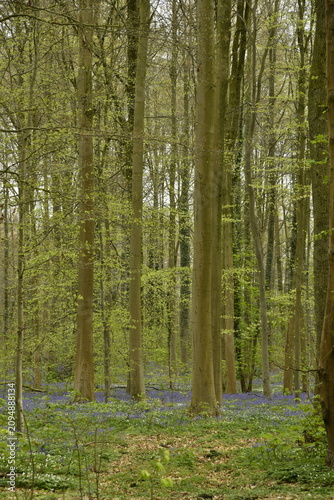 Fotografie Forêt de jeunes hêtres au printemps avec des jacinthes mauves par endroits parmi
