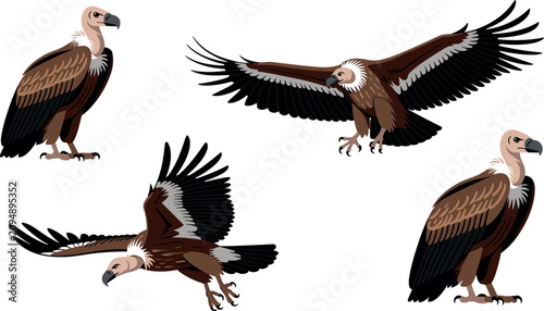 Bild auf Leinwand Griffon vulture bird character set in flying and standing poses isolated on a wh