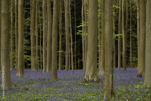 Fotografía Tapis de jacinthes sauvages au pieds de jeunes hêtre à chaque printemps au bois