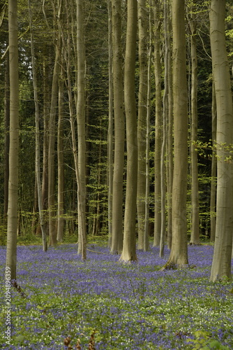Принти на полотні Tapis mauve aux pied des hêtres par de milliers de jacinthes sauvages au bois de