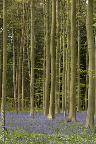 Принти на полотні Tapis mauve aux pied des hêtres par de milliers de jacinthes sauvages au bois de