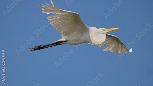 Fotografia Great egret inflight against blue sky.