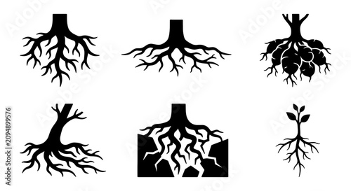 Fotografie Diverse Tree Root Systems, Organic Growth Structures, Botanical Foundation Icons