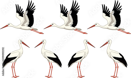 Fotografía White stork birds flat vector icon set with flying and standing storks isolated