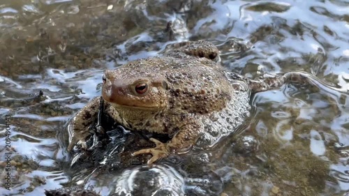 Nahaufnahme einer Erdkröte am Wasserrand an einem See