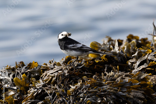 Wagtail (Motacilla alba) with food in its beak, standing on seaweed with the water behind, Wales, UK