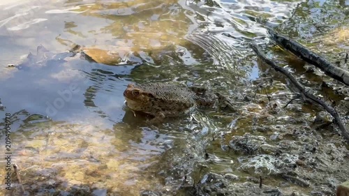 Nahaufnahme einer Erdkröte , Bufo Bufo, am Wasserrand