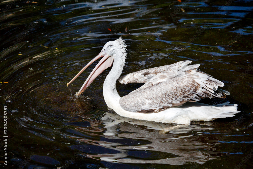 Obraz premium Curly-haired pelican swimming in a pond on a clear sunny day. Birds, ornithology, and wildlife.