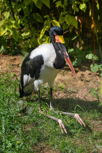 Fotografie A saddleback yabiru sitting on the grass on a clear sunny day