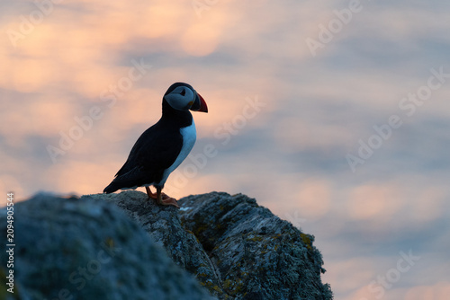 Beautiful scene of a Puffin (Fratercula arctica) standing on a rock with sunset sea behind.
