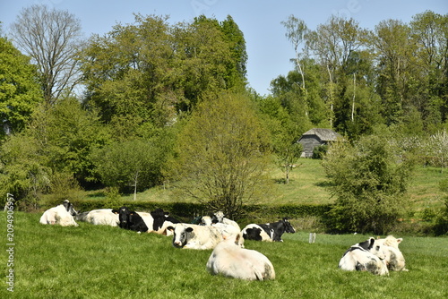 Canvastavla Vaches laitières se reposant sur le gazon à la Bruyère (Namur)