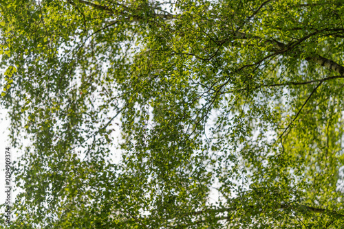 Bild auf Leinwand Sunlit birch tree canopy with fluttering green leaves against bright sky