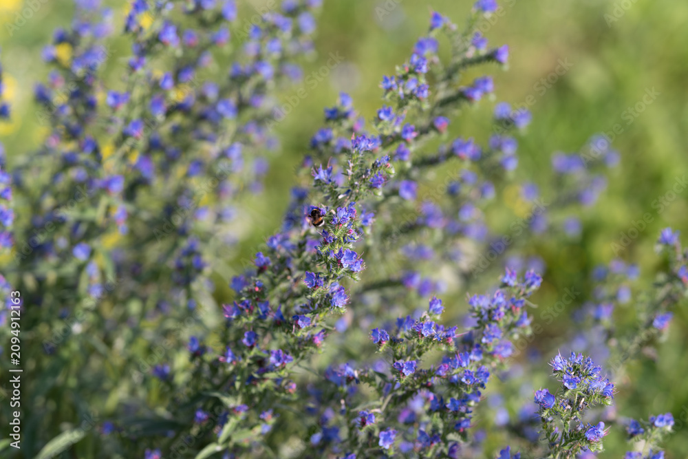 Obraz premium Purple wildflower spikes with bee collecting nectar in sunlit meadow, delicate blossoms, green blurred background, soft natural light and detailed floral texture
