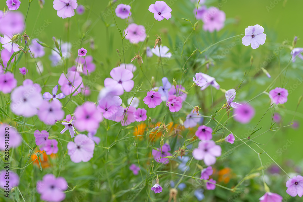 Fototapeta premium Delicate pink wildflowers blooming in summer meadow with green blurred background and soft sunlight, slender stems, tiny buds, and shallow depth of field creating serene natural scene