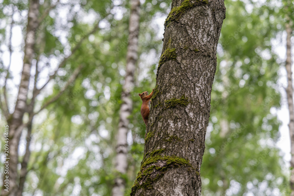 Fototapeta premium Red squirrel climbing textured birch trunk in lush green forest with soft blurred background, showing agile upward movement, rough bark detail, natural daylight, and woodland habitat