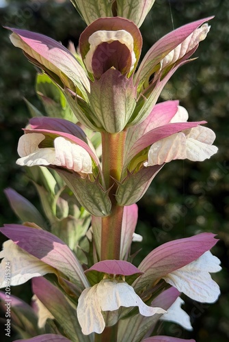 Картината върху платно A closeup of a bear's ear flower at a garden in Salem Oregon, also called Mullie