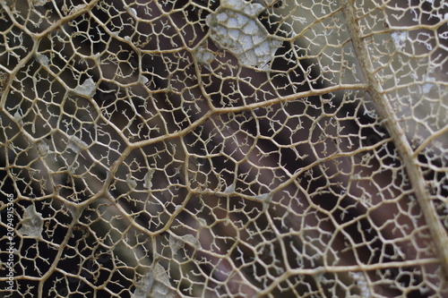 Obraz na plátně Extreme macro 2 to 1 close up of a skeleton leaf texture showcasing complex natu