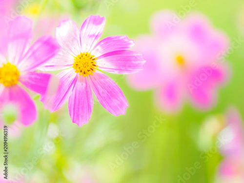 花畑の中のピンクの花。日差しに透けた花びら。秋の公園や花壇を彩るコスモスのある風景。