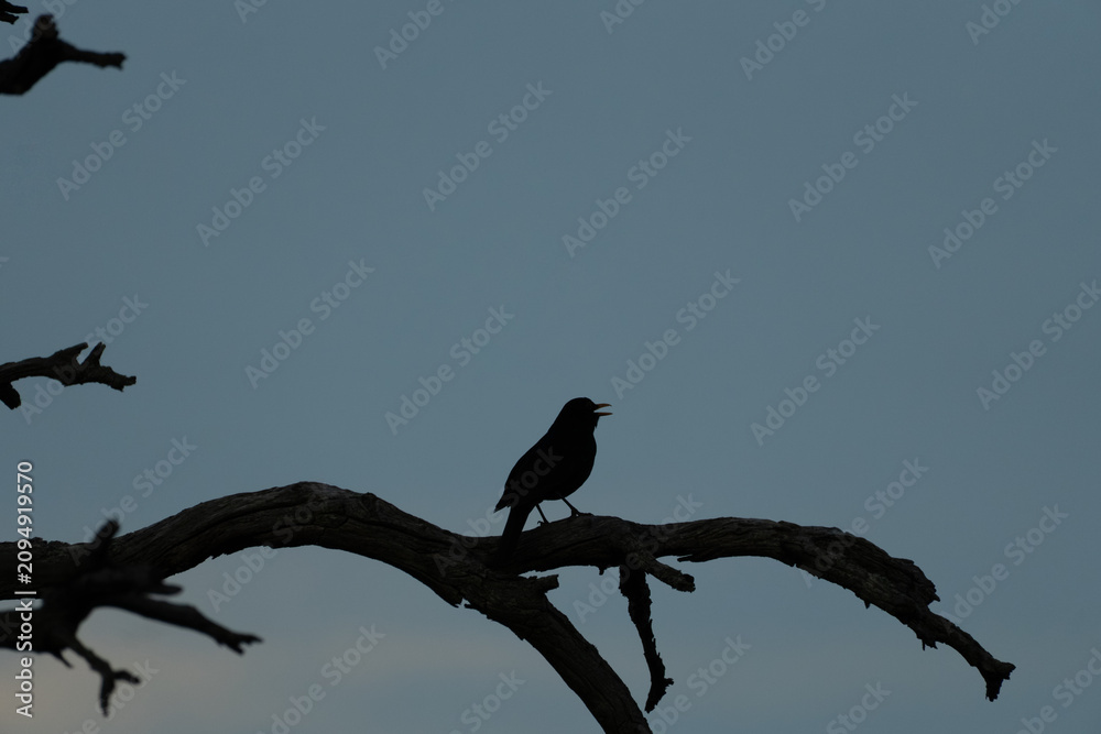 Fototapeta premium A silhouette of a small bird perched on a curved tree branch singing at dusk.