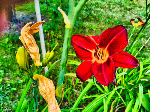 a red bulbous lily in full bloom, illuminated by the July sun