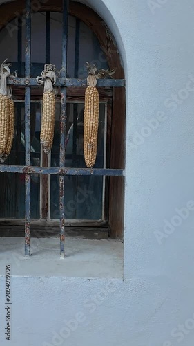 Dried corn cobs hanging on a rustic window grate, traditional harvest display